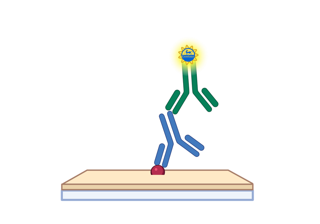 ELISA   ACLY Antibody, Biotin  